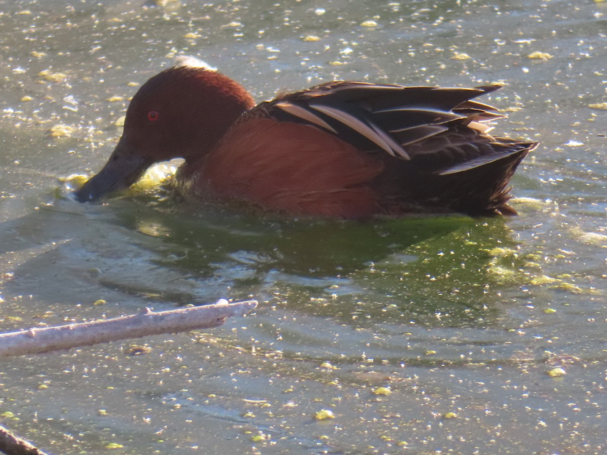 Zimtente - ML631099867