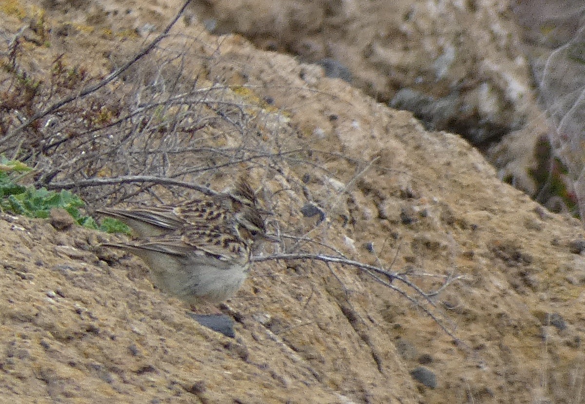 Wood Lark - ML631099879