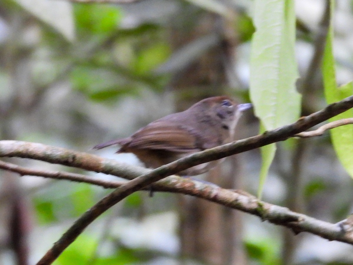 Plain Antvireo - ML631099984