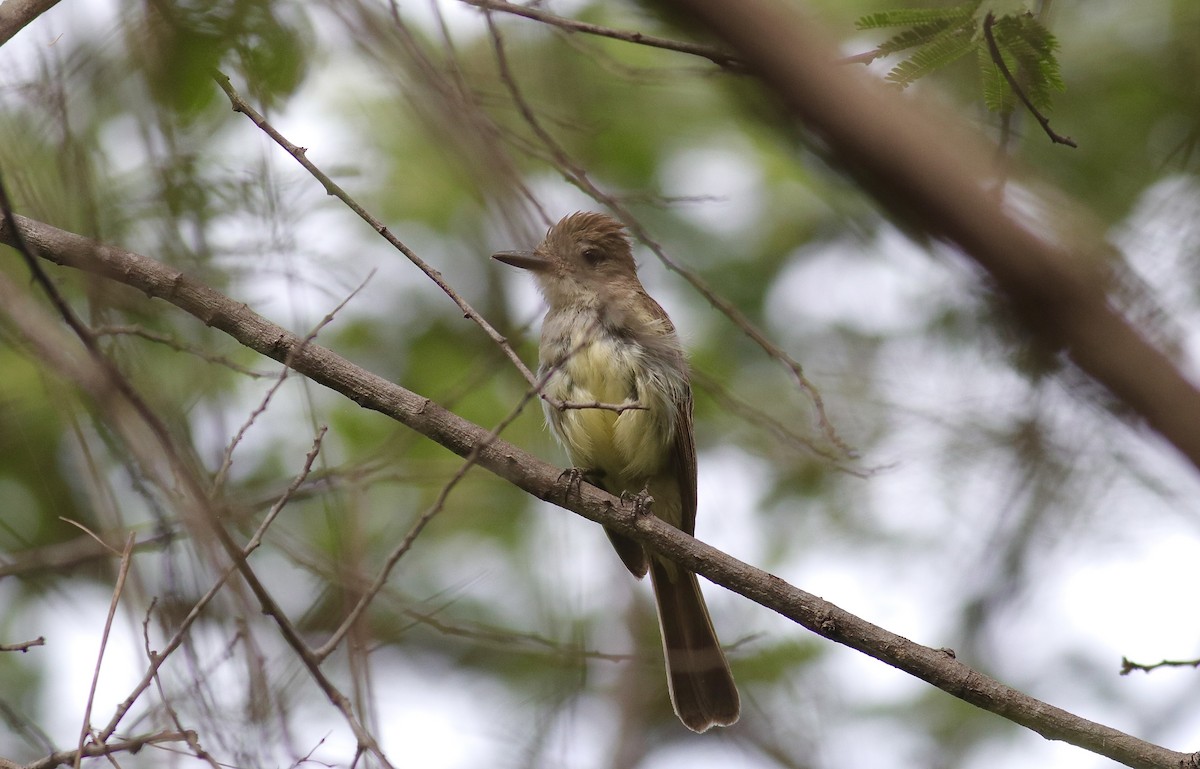 Ash-throated Casiornis - ML631100001