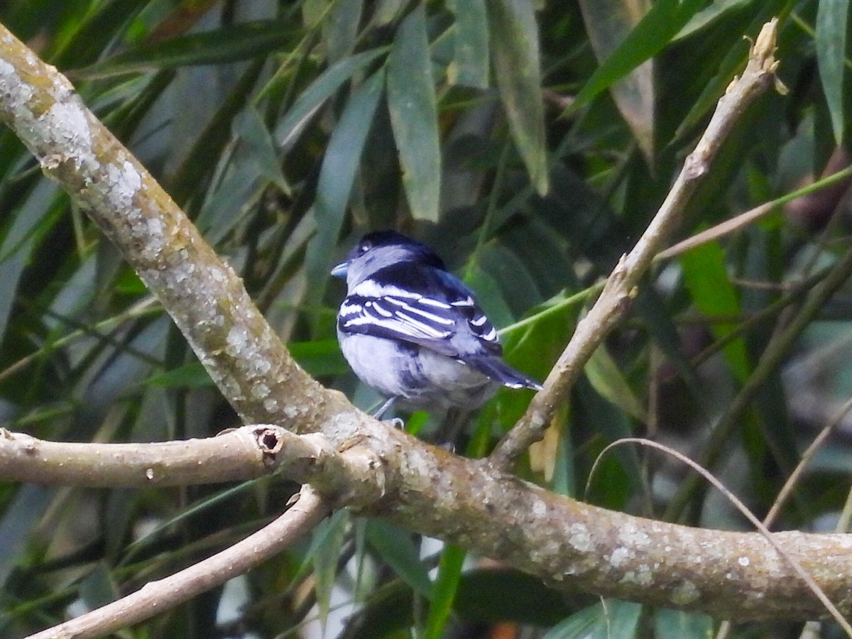 White-winged Becard - ML631100002