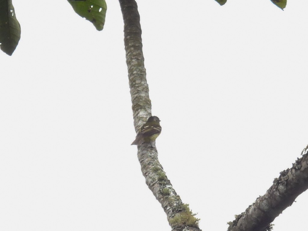 Slaty-capped Flycatcher - ML631100016