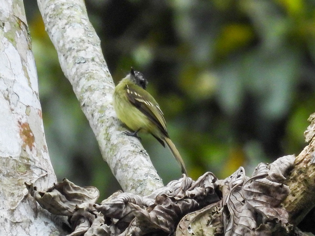 Slaty-capped Flycatcher - ML631100017