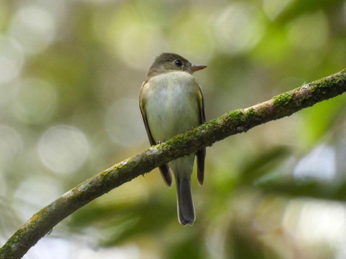 Acadian Flycatcher - ML631100050