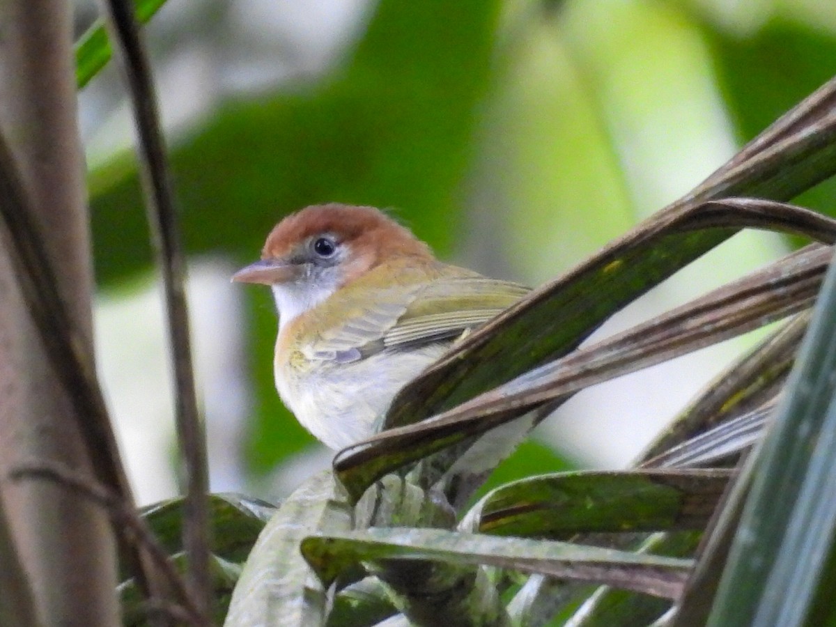 Rufous-naped Greenlet - ML631100077