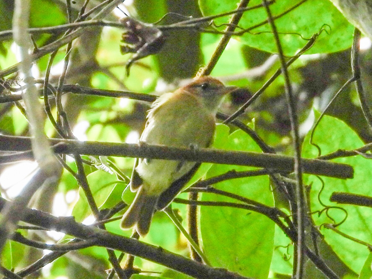 Rufous-naped Greenlet - ML631100078