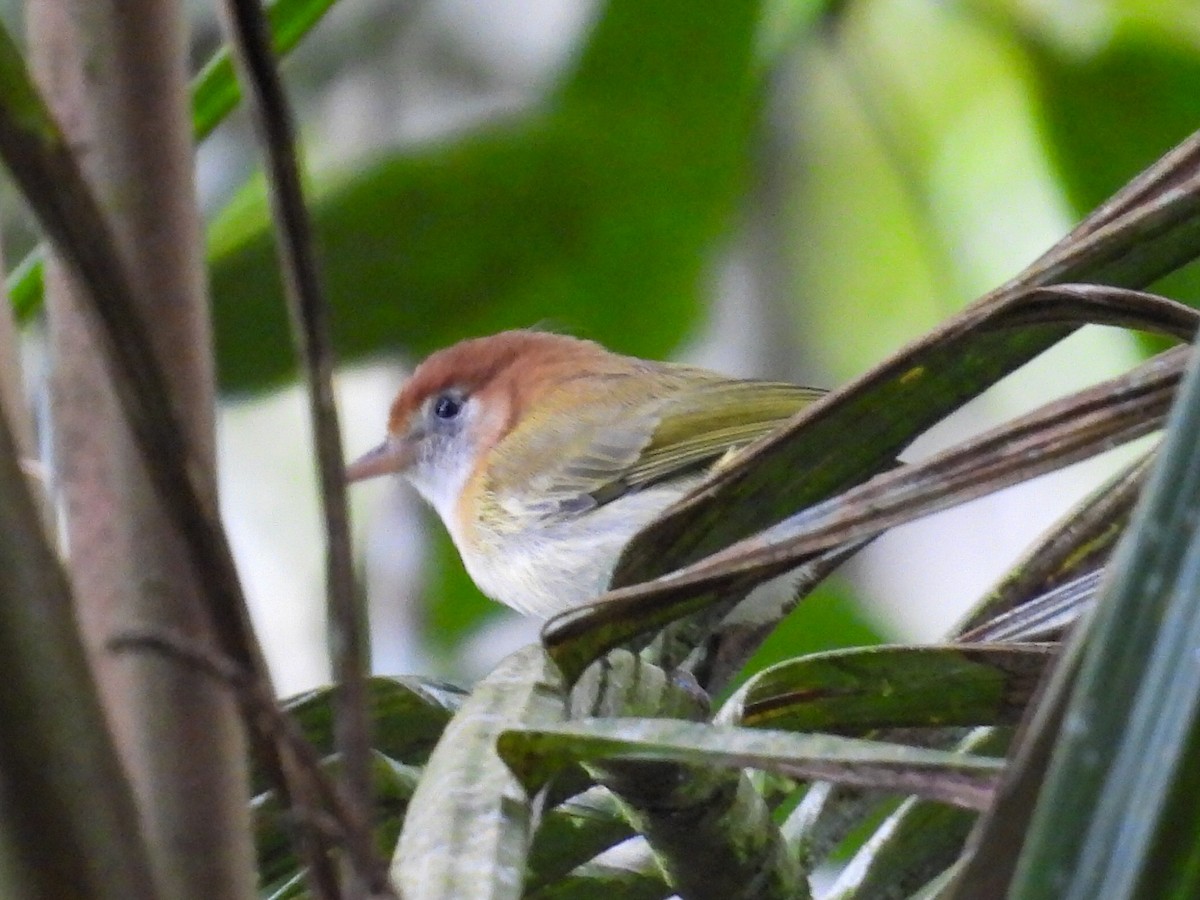 Rufous-naped Greenlet - ML631100079