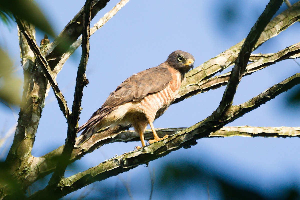Buse à gros bec - ML631100088
