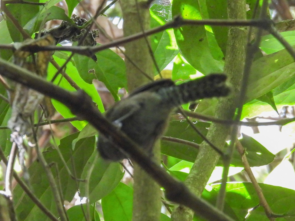 Speckle-breasted Wren - ML631100112
