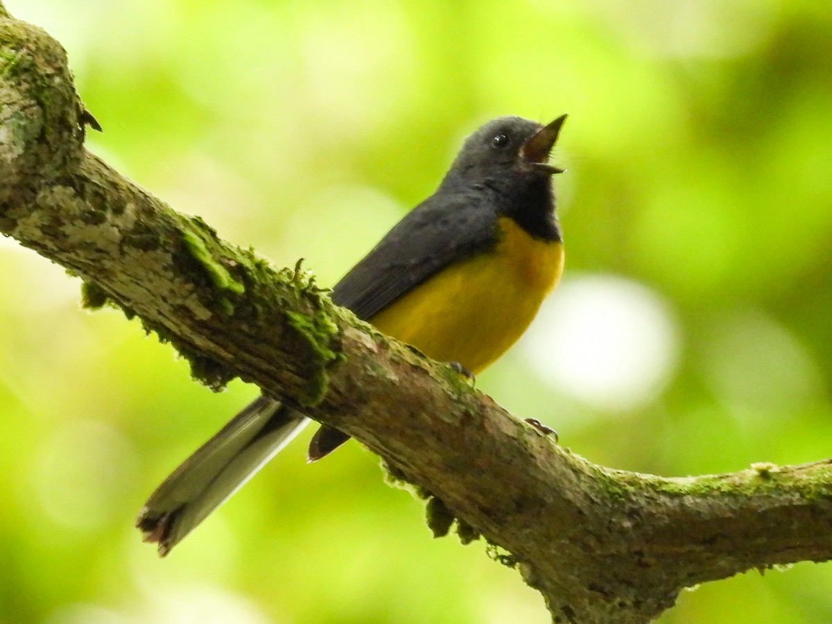 Slate-throated Redstart - ML631100140