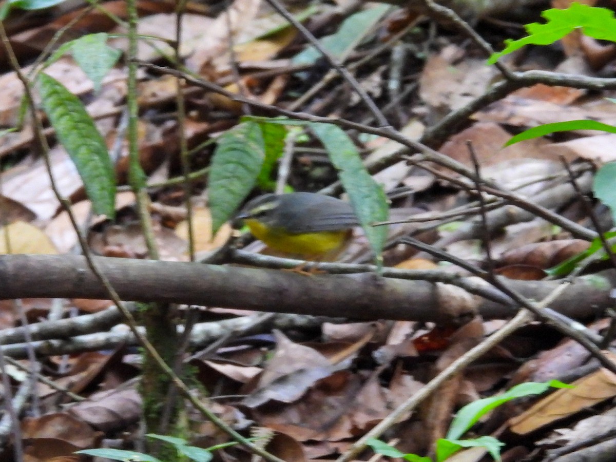 Golden-crowned Warbler - ML631100149
