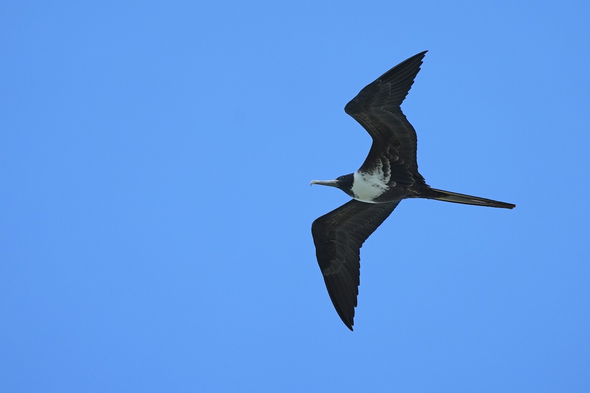 Magnificent Frigatebird - ML631100201