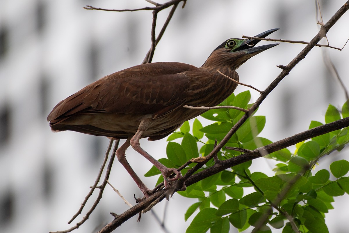 Nankeen Night Heron - ML631100293