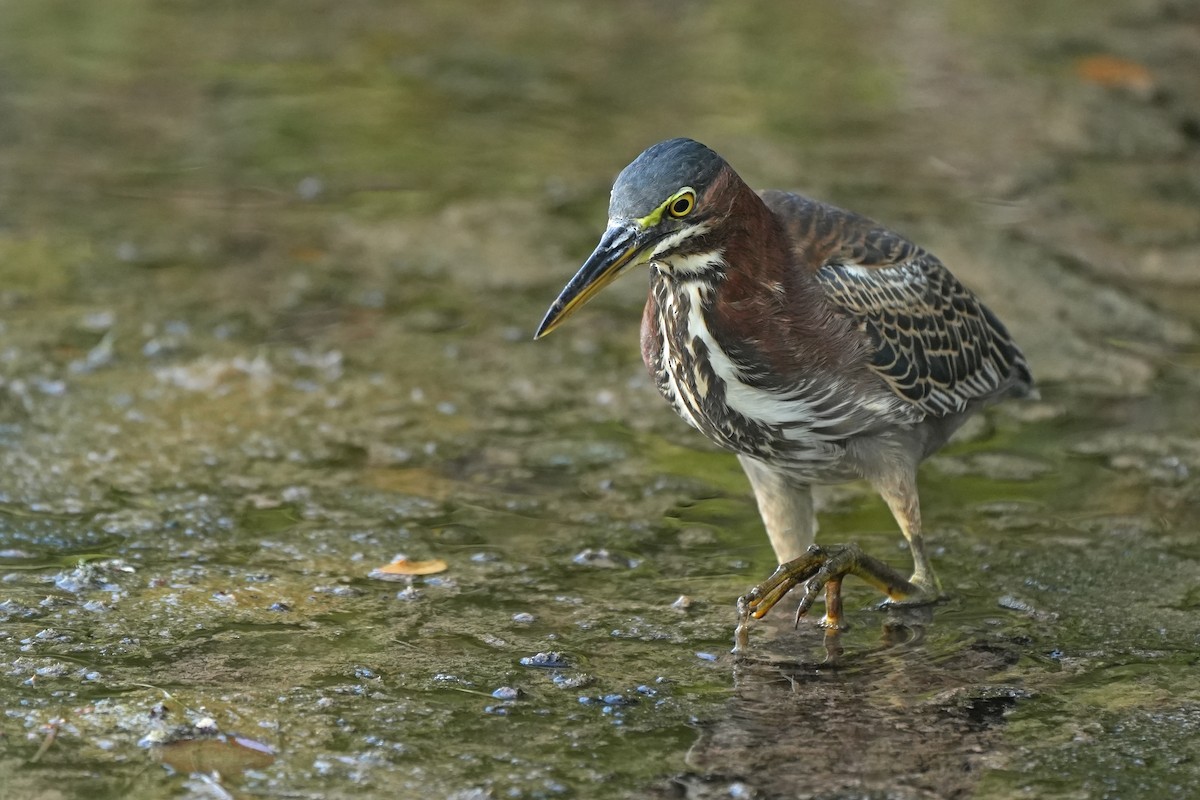 Green Heron - ML631100300