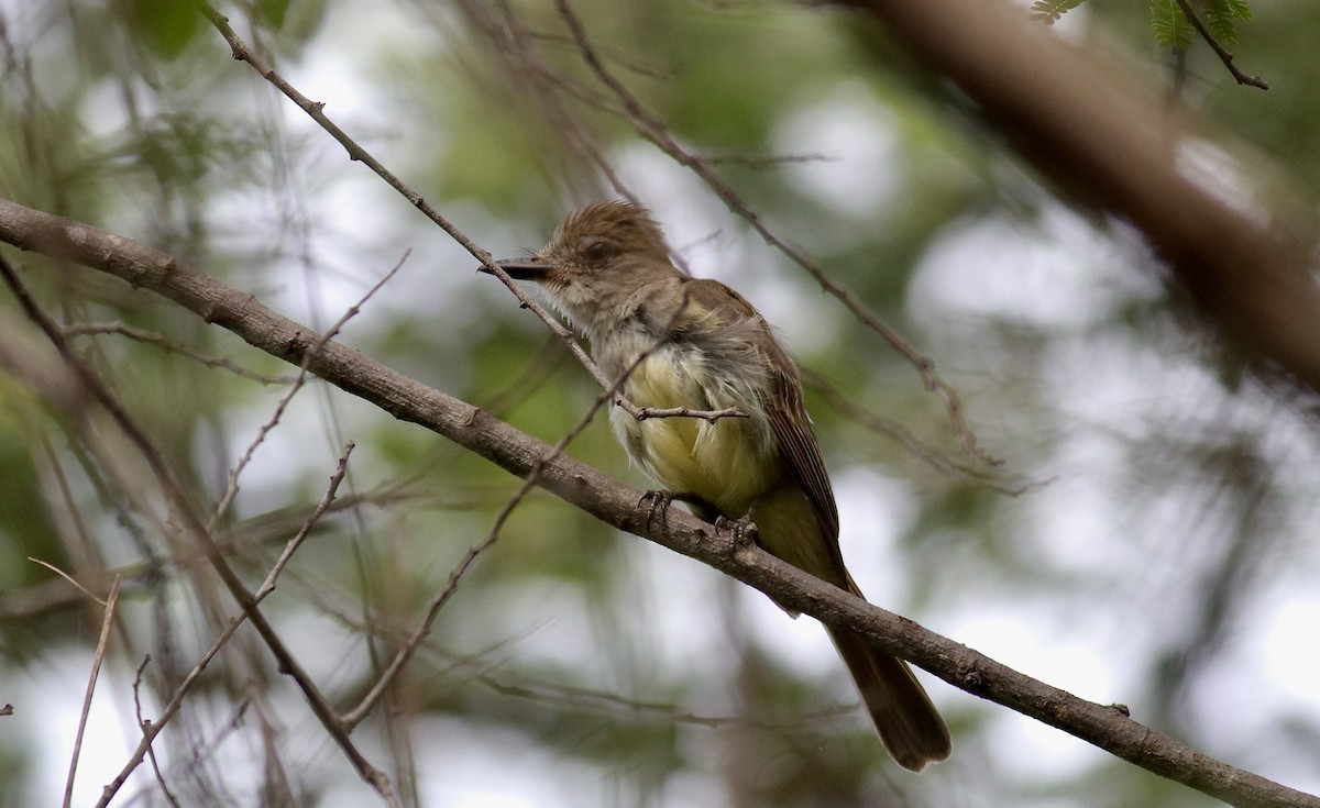Ash-throated Casiornis - ML631100384