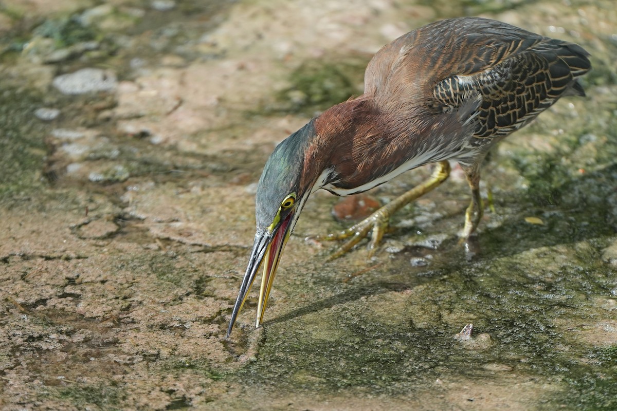 Green Heron - ML631100459