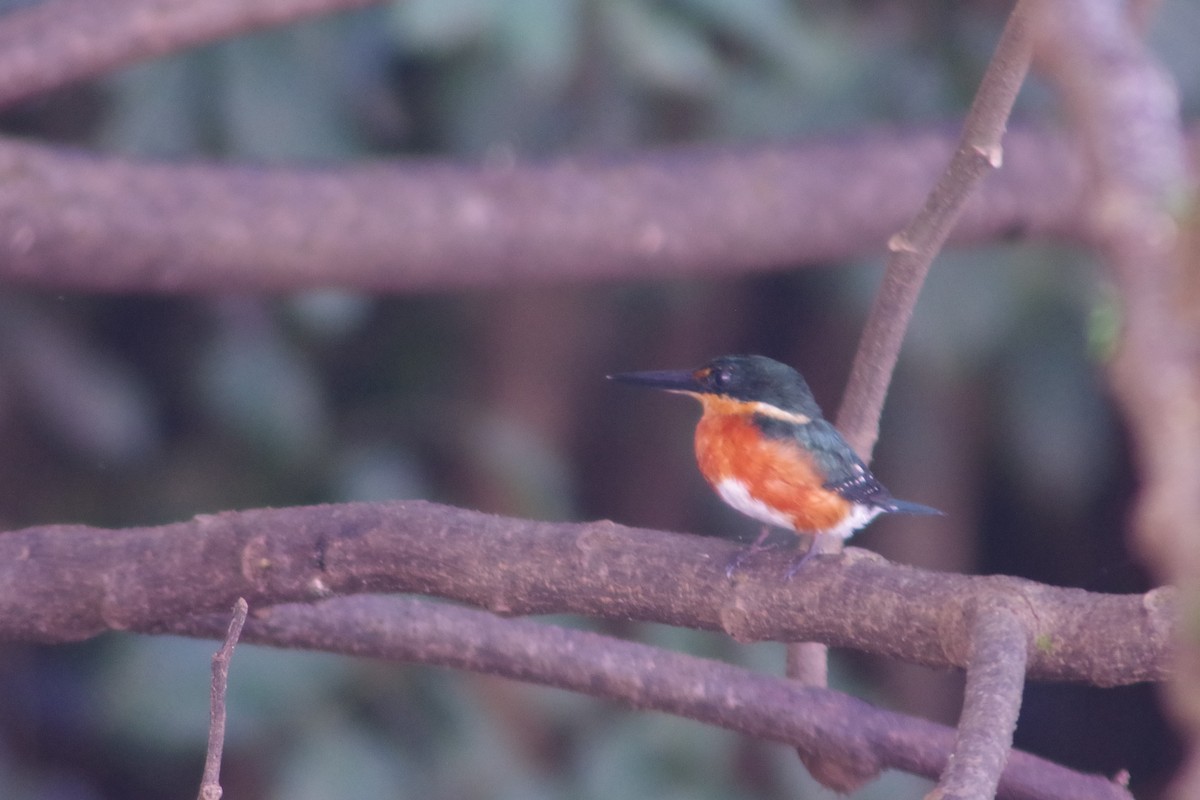 American Pygmy Kingfisher - ML631100771