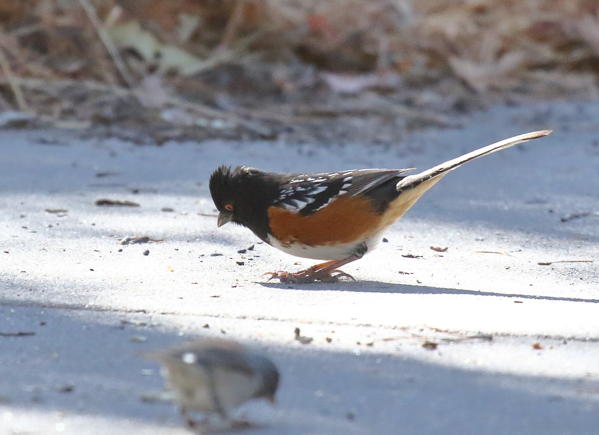 Spotted Towhee - ML631100782