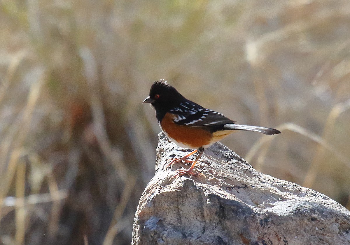 Spotted Towhee - ML631100783
