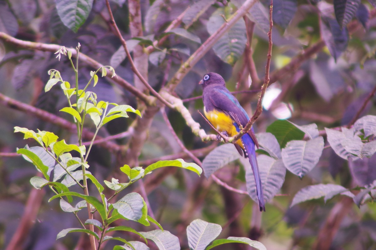 Black-headed Trogon - ML631100799