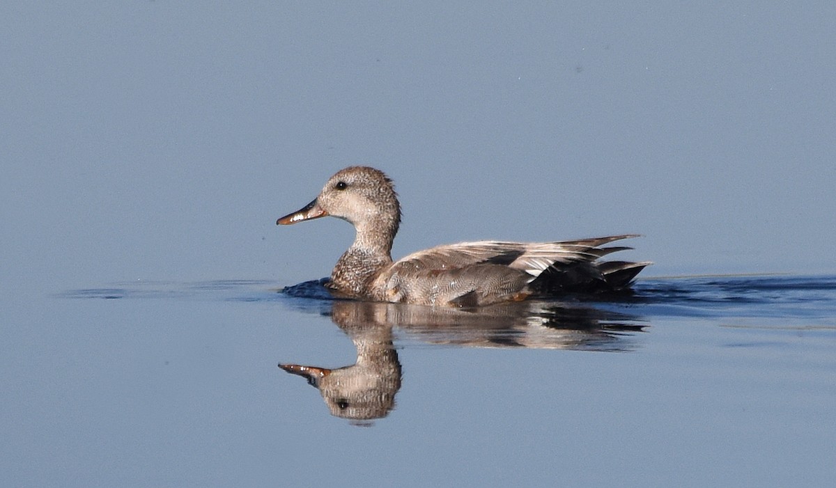 Gadwall - ML63110081