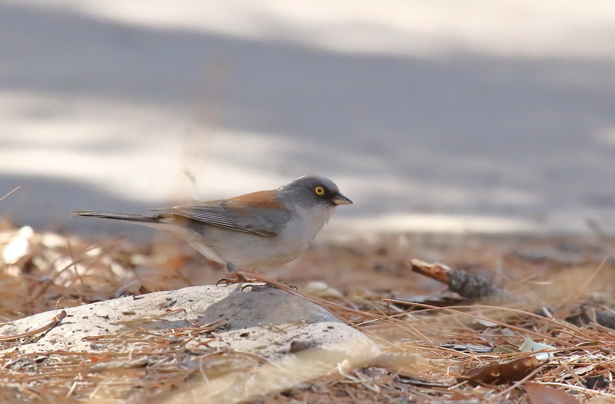 Yellow-eyed Junco - ML631100822