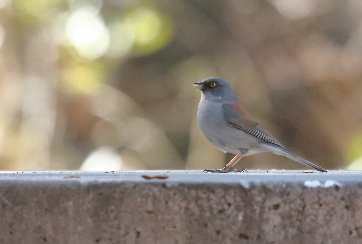 Yellow-eyed Junco - ML631100823