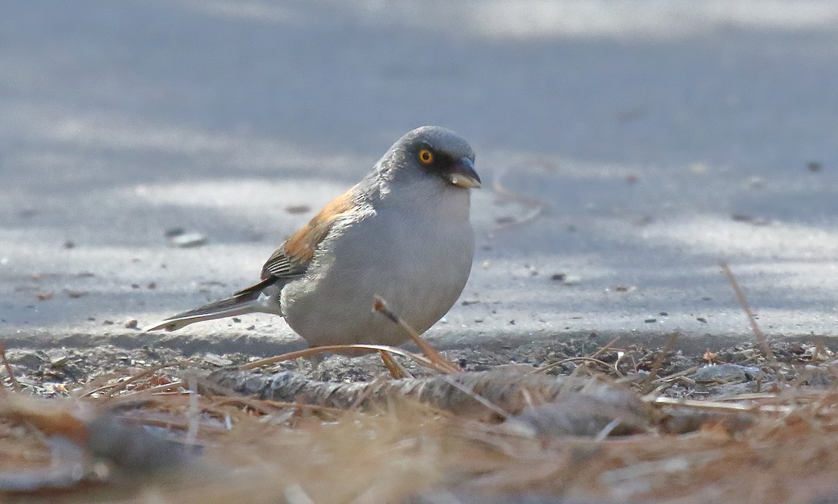 Yellow-eyed Junco - ML631100824