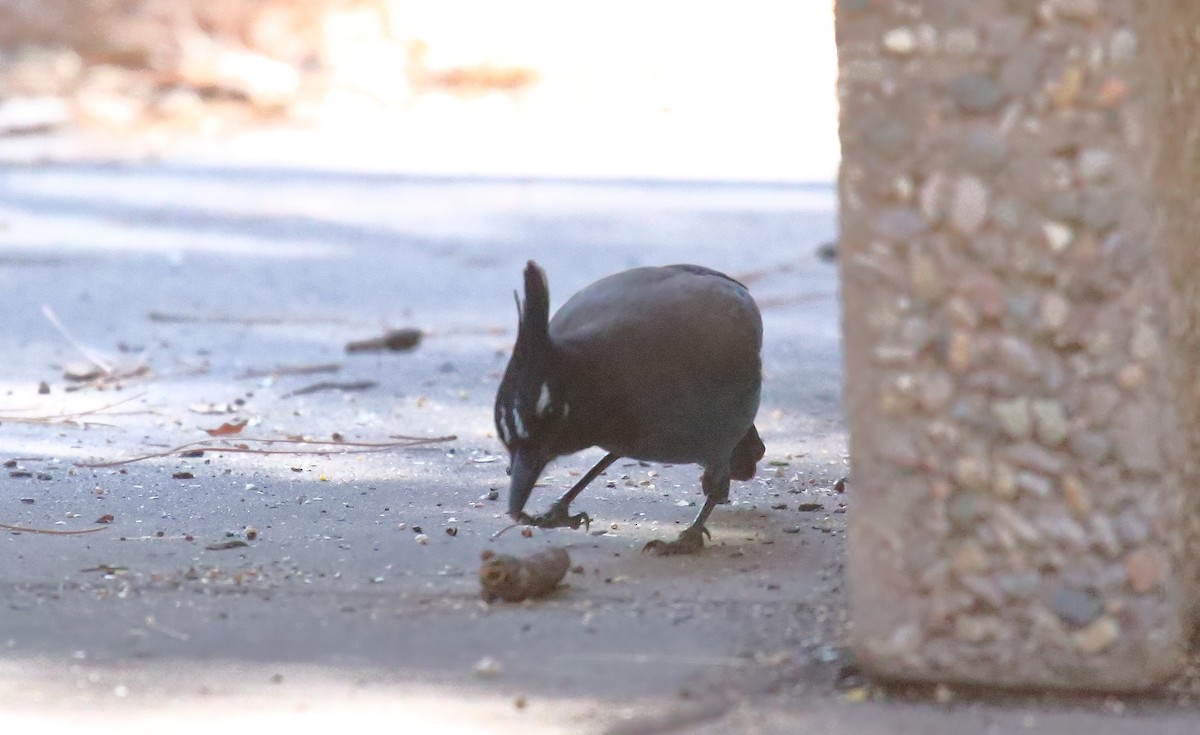 Steller's Jay - ML631100855
