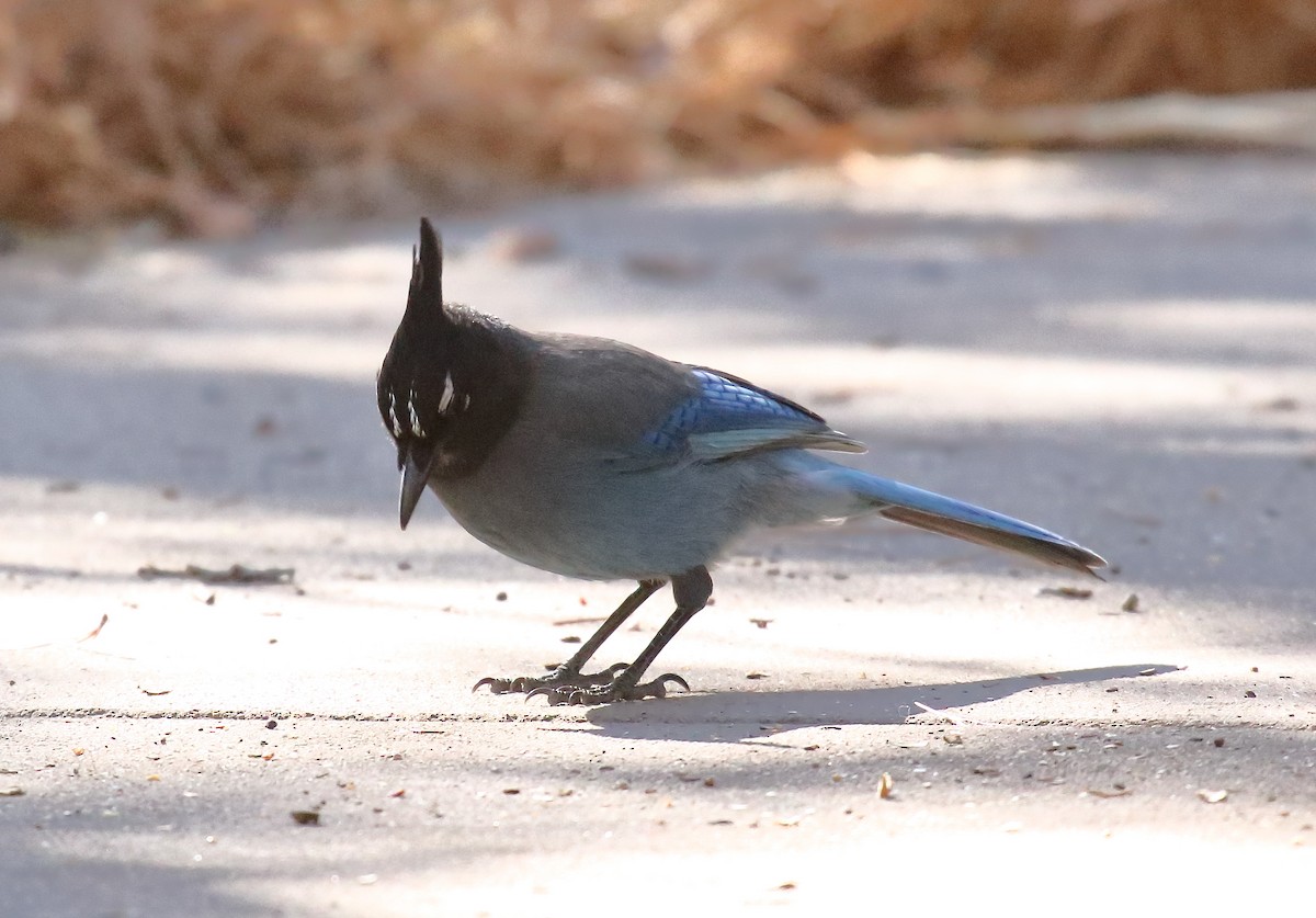 Steller's Jay - ML631100856