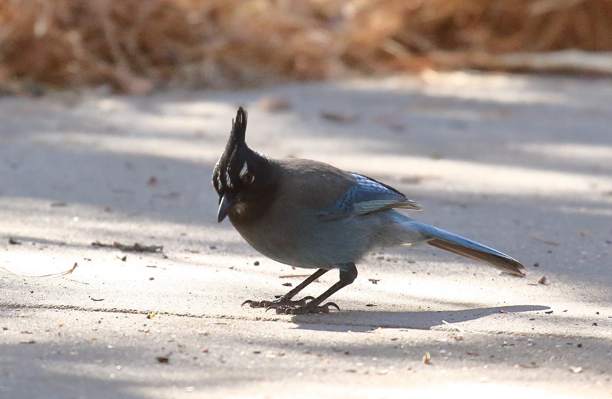 Steller's Jay - ML631100857