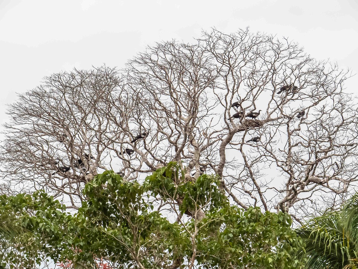 White-throated Piping-Guan - ML631100984