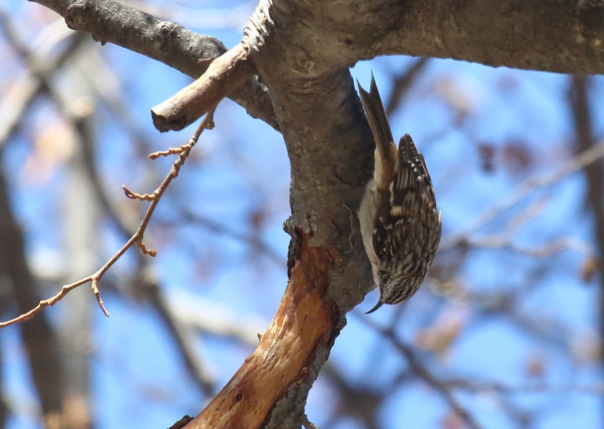 Brown Creeper - ML631101019
