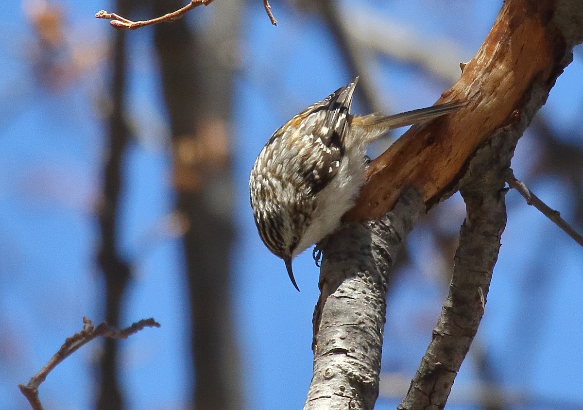 Brown Creeper - ML631101020