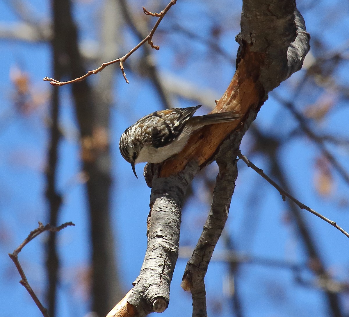 Brown Creeper - ML631101021