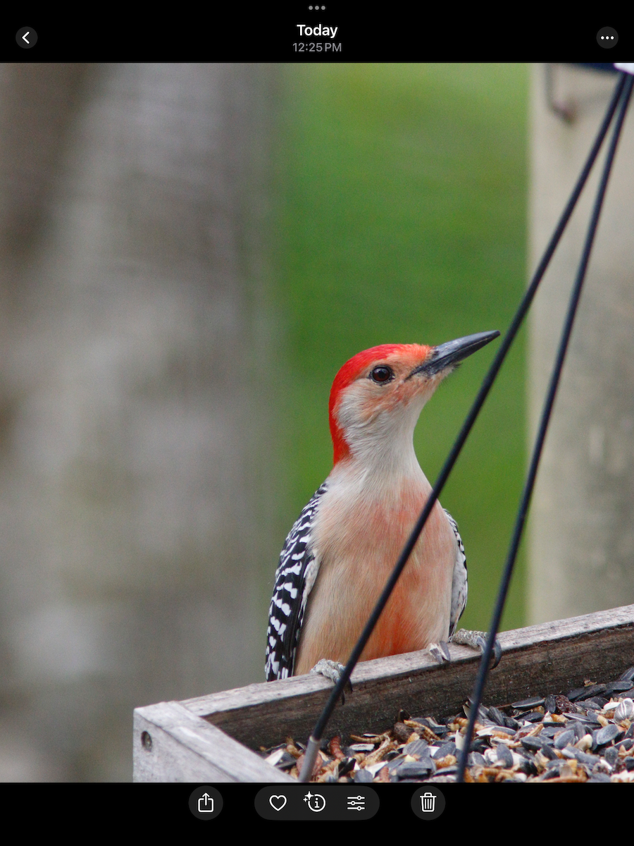 Red-bellied Woodpecker - ML631101041