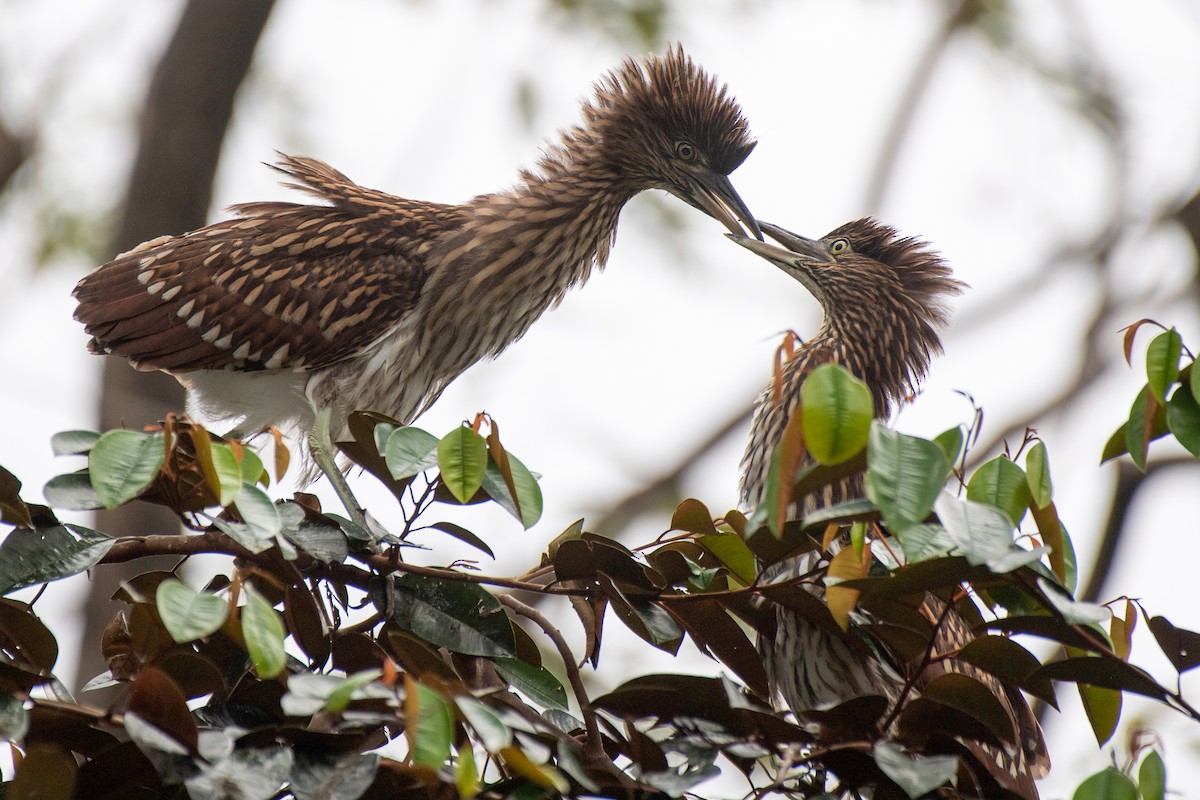 Nankeen Night Heron - ML631101046