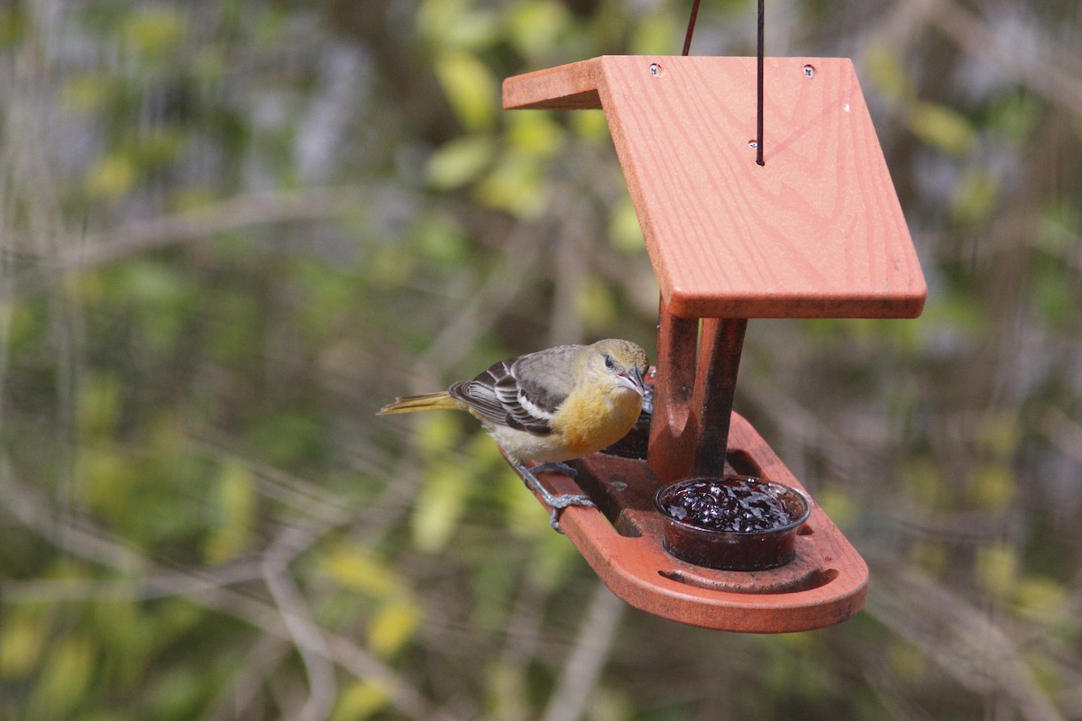 Baltimore Oriole - ML631101078