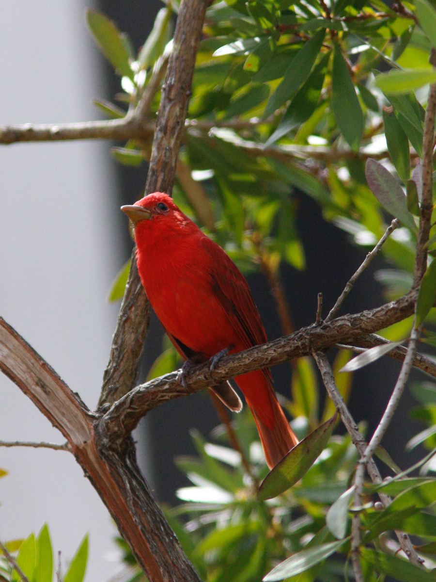 Summer Tanager - ML631101097