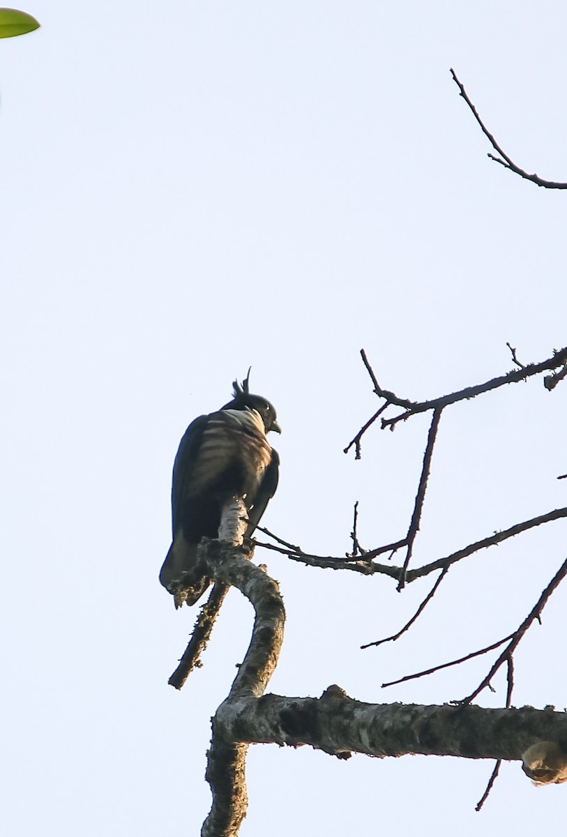 Black Baza - ML631101129