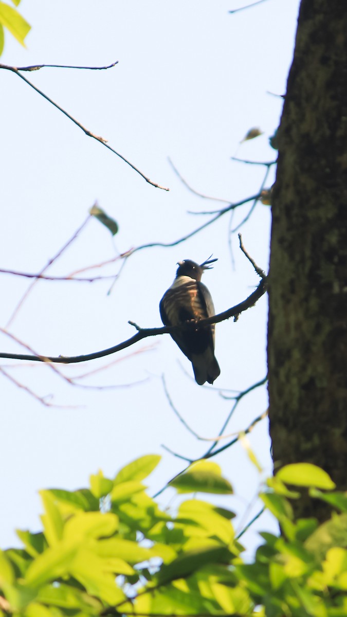 Black Baza - ML631101131