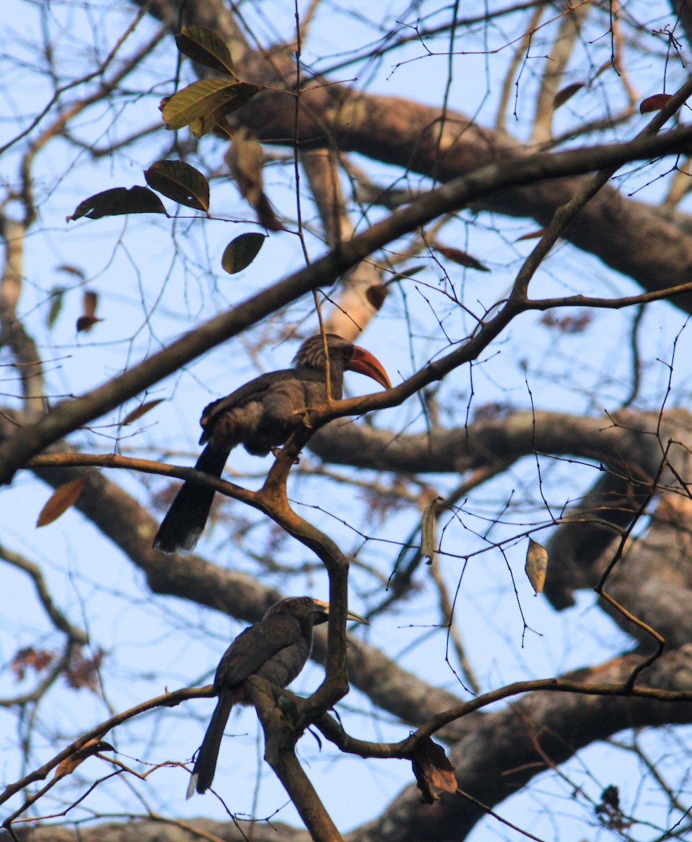 Malabar Gray Hornbill - ML631101138