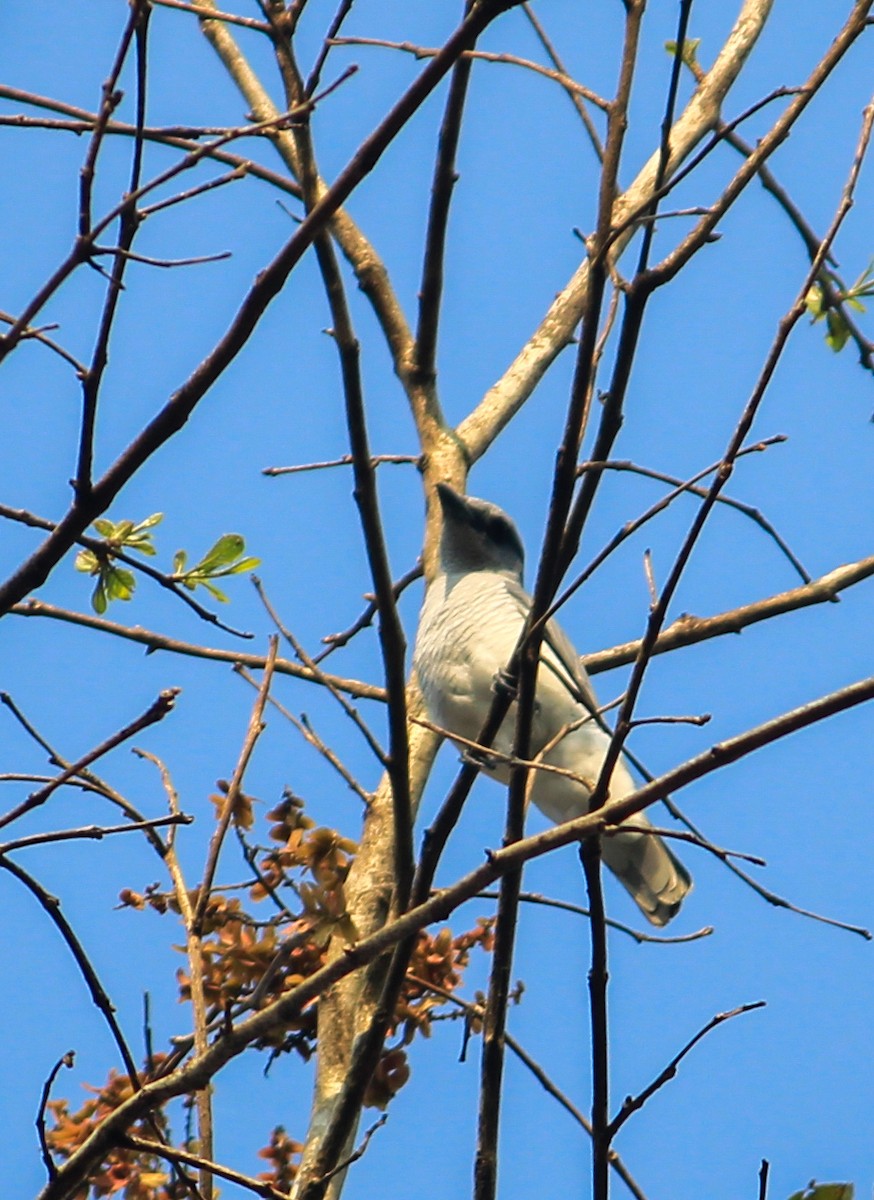 Indian Cuckooshrike - ML631101156