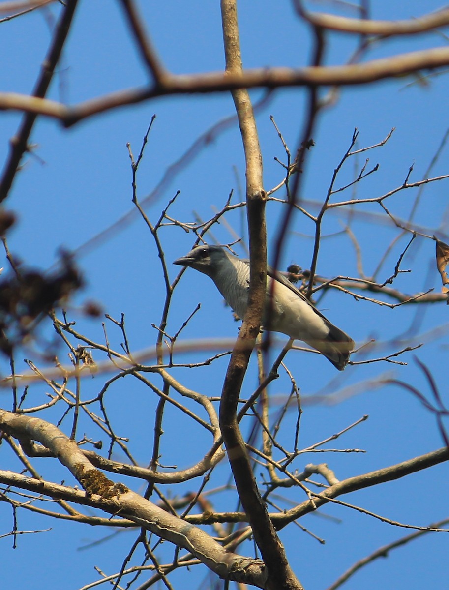 Indian Cuckooshrike - ML631101157