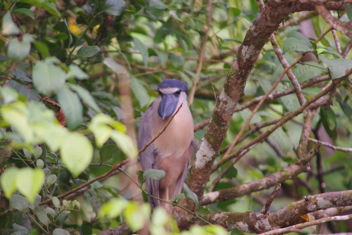 Boat-billed Heron - ML631101177