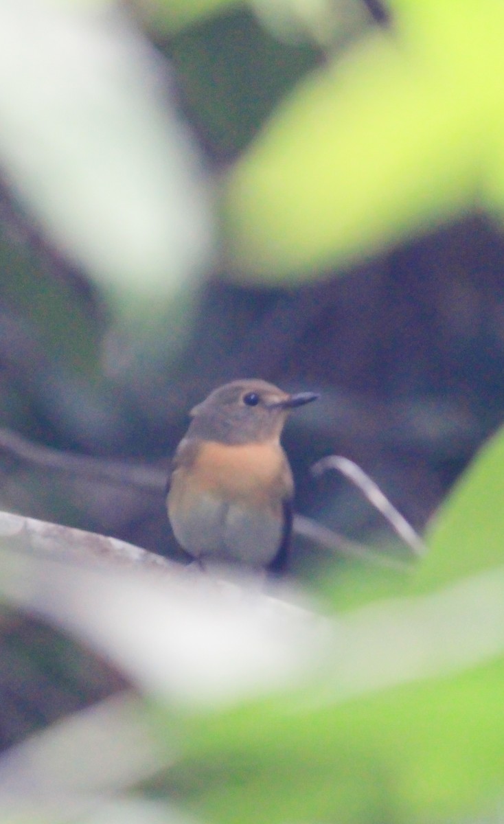 Blue-throated Flycatcher - ML631101178