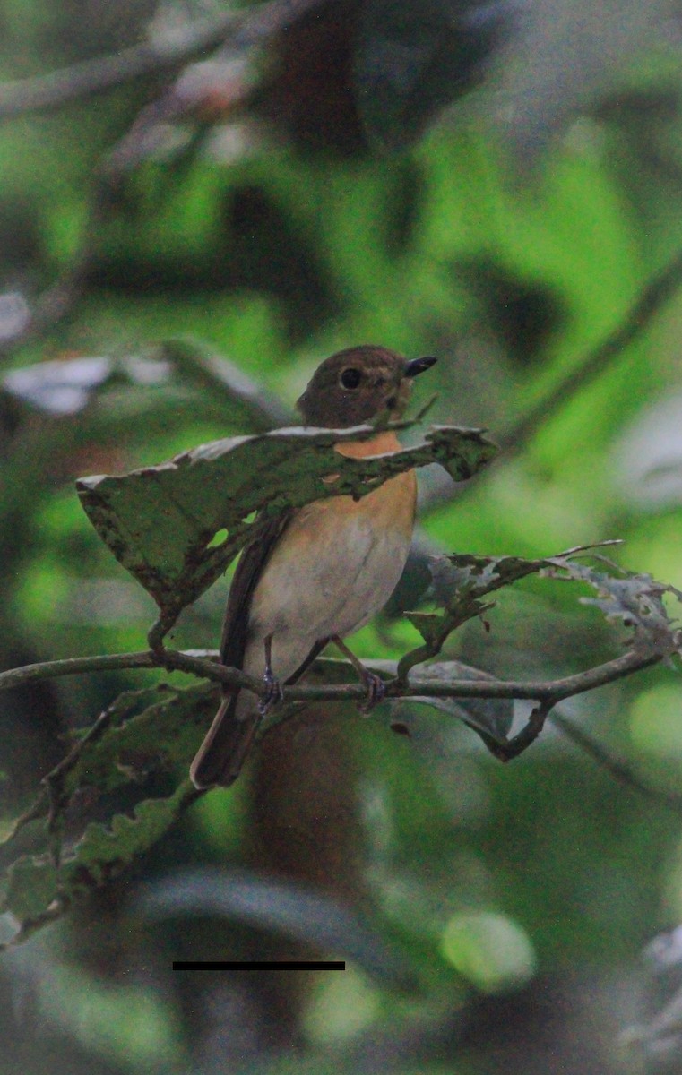 Blue-throated Flycatcher - ML631101181