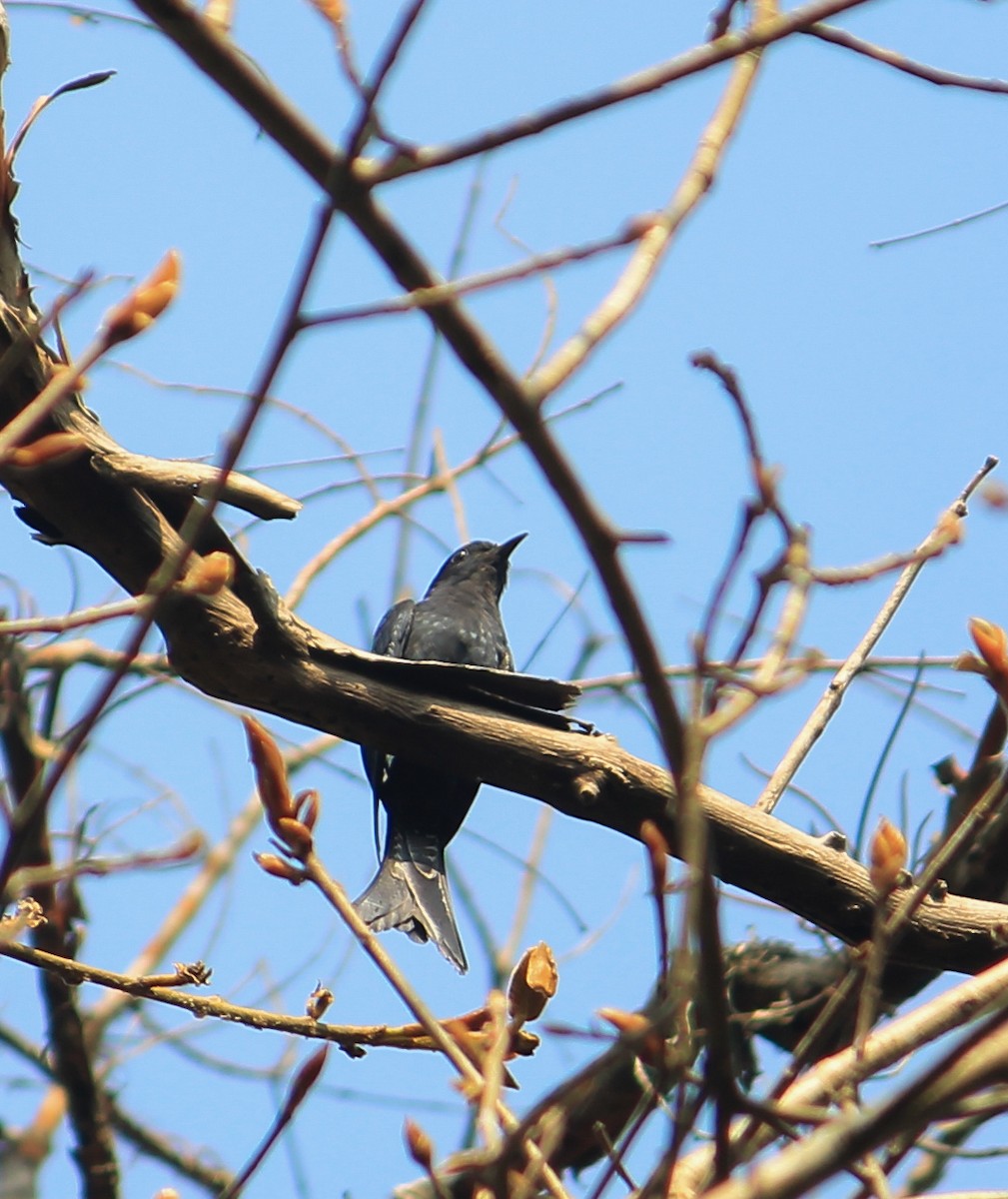 Fork-tailed Drongo-Cuckoo - ML631101265