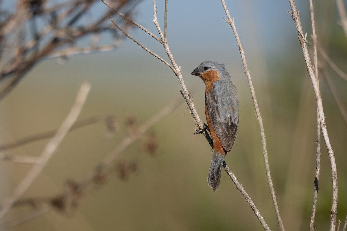 Rufous-rumped Seedeater - ML631101276