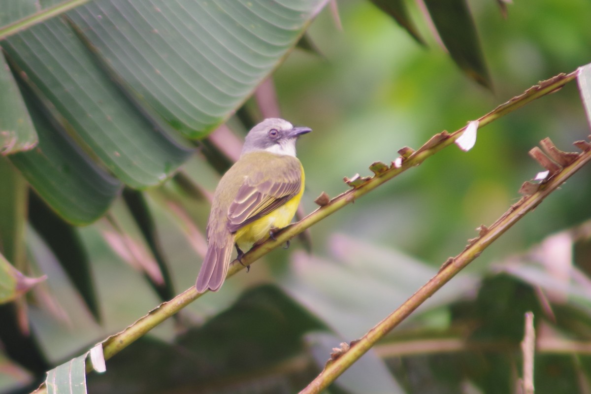 Gray-capped Flycatcher - ML631101282